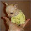 Teacup Chihuahua Puppies For Sale