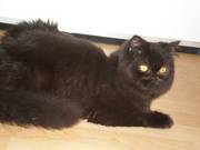 Persian Dollface Stud Cat Available Belfast