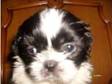 shih tzu pup. black and white shih tzu male pup 9 weeks....