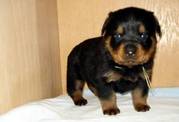 Lovely Rottweiler puppy for cute homes