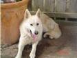 gorgeous 2 year old cream wolf and german shepard cross....