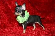 Adorable Chihuahua puppies *long and short coat*