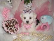 Teacup and toy Maltese Puppies For Sale