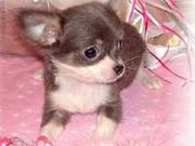 adorable Chihuahuas For Sale puppies