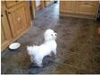 male bichon frise for stud only