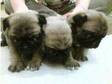 Pug Pups. 3 stunning fawn pug pups 1 female , 2 male....