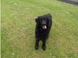 can you give me a home?. Im marley im a 4 and half year....