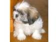 Male Shih Tzu Puppy 350. Wee Oscar! hes 10 weeks old, ....