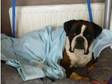 7yr old boxer to good home. i am looking to rehome my 7....