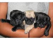 Black & Fawn Pug Puppies