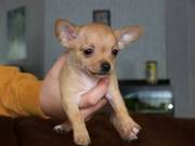 Ukc Registered Home Trained Chihuahua Puppies