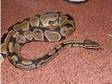 snakes for sale burm and royal. hi i have a little....