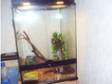 snake and tank. i have an baby red amel corn snake for....