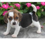 BEAGLE PUPPIES FOR SALE