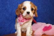 Cavalier King Charles Puppies for adoption