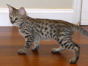  Sweet spots Savannahs F3 Kittens