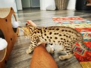 Exotics cats. - Caracals and F1 - F3 savannah and Savannah kit