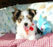 Lovely femal yorkie puppy for adoption