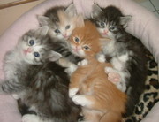 Siberian kitten for adoption 